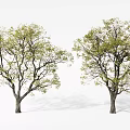 Two Arbor Trees with Green Leaves Brown Trunks Natural Form Against White Background