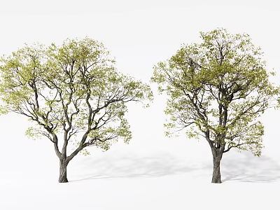 Two Arbor Trees with Green Leaves Brown Trunks Natural Form Against White Background 3d model