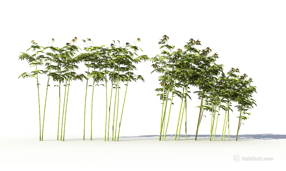 Tall Bamboo Plants With Green Foliage And Slender Stems In Natural Growth 3d model 