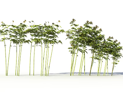Tall Bamboo Plants With Green Foliage And Slender Stems In Natural Growth 3d model