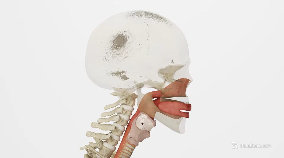 Medical Device 3D Model of Skull and Cervical Spine for Anatomical Study 3d model 