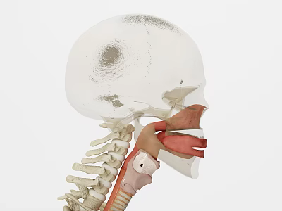 Medical Device 3D Model of Skull and Cervical Spine for Anatomical Study 3d model