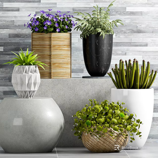 Potted Bonsai Succulent Cactus Plants in Bamboo Black Metal White Planters on Gray Wall Shelf 3d model 