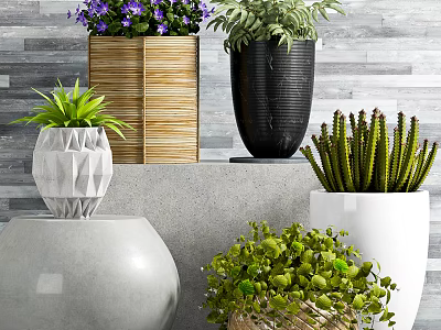 Potted Bonsai Succulent Cactus Plants in Bamboo Black Metal White Planters on Gray Wall Shelf 3d model