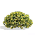 Various Green And Yellow Rounded Bushy Shrubs With Dense Leafy Foliage