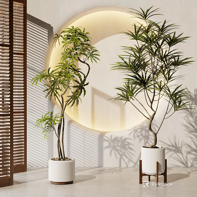 Potted Bonsai Plants With Slender Trunks Lush Green Leaves And White Pots 3d model 