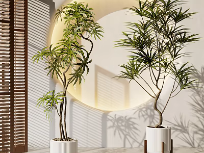 Potted Bonsai Plants With Slender Trunks Lush Green Leaves And White Pots 3d model