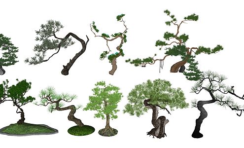 New Chinese Pine Landscape Plant Modeling Pine Courtyard Zen Luo Han Pine 3d model