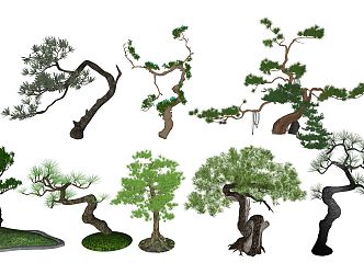 New Chinese Pine Landscape Plant Modeling Pine Courtyard Zen Luo Han Pine 3d model