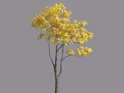 Tall Tree With Vibrant Yellow Leaves And Slender Branches Against Gray Background 3d model