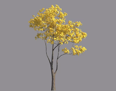 Tall Tree With Vibrant Yellow Leaves And Slender Branches Against Gray Background 3d model