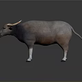 Realistic Buffalo With Curved Horns Dark Gray Light Brown Body White Legs On Gray Background