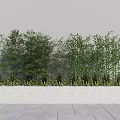Bamboo Plants Arranged in White Rectangular Planter Against Gray Wall and Paved Ground 3d model