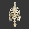 Human Rib Cage Skeleton Model With Thoracic Spine And Anatomical Bone Structure 3d model