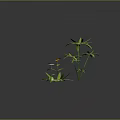 Green Leafy Plants With Yellow And White Flowers On Black Background