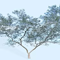 Tall Arbor Tree with Forked Branches and Lush Green Foliage Against Light Blue Sky