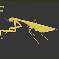Green Praying Mantis With Extended Forelegs On Dark Reflective Surface 3d model