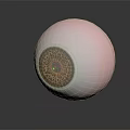 Realistic Human Eyeball Model with Pink Sclera Brown Iris and Hair like Texture Details