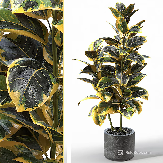 Lush Bonsai Plant With Variegated Green And Yellow Shiny Leaves In Modern Ceramic Pot 3d model 