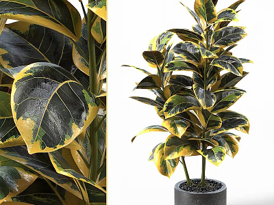 Lush Bonsai Plant With Variegated Green And Yellow Shiny Leaves In Modern Ceramic Pot 3d model