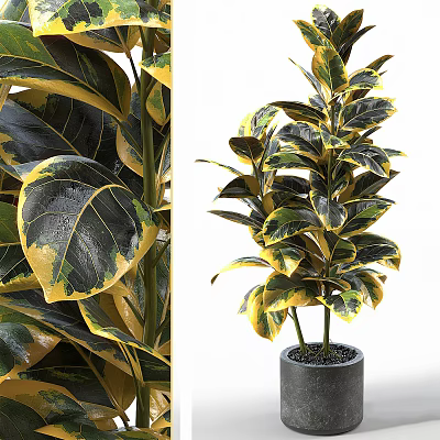 Lush Bonsai Plant With Variegated Green And Yellow Shiny Leaves In Modern Ceramic Pot 3d model