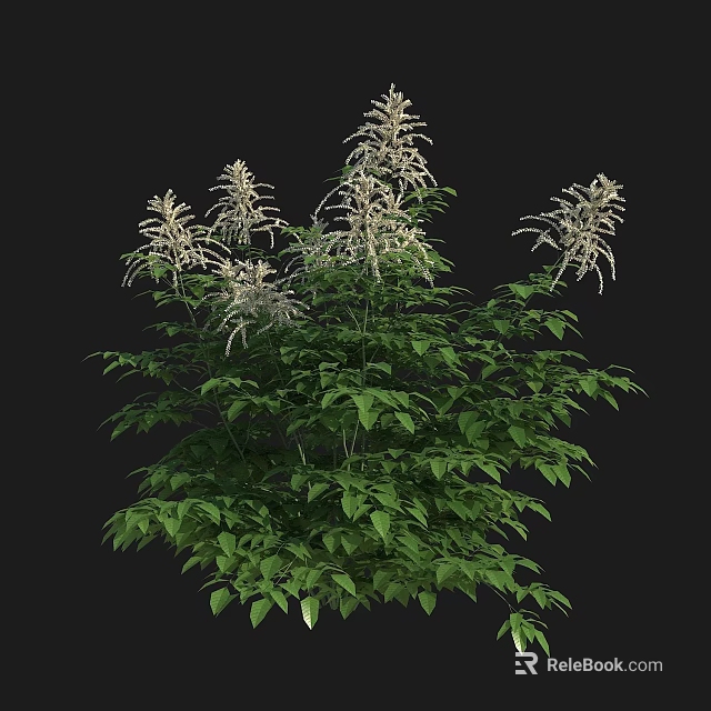 Lush Green Leaf Flowering Plant With White Spiked Blooms In Thriving Growth 3d model 