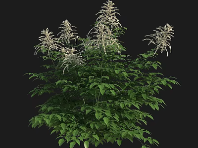 Lush Green Leaf Flowering Plant With White Spiked Blooms In Thriving Growth 3d model
