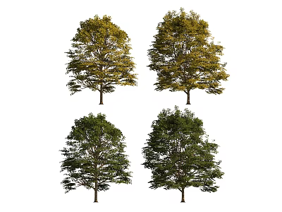Four Lush Deciduous Arbors Displaying Green and Yellow Foliage with Dense Crowns 3d model