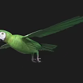 Green Parrot Displaying Spread Wings Against Black Background In Flight