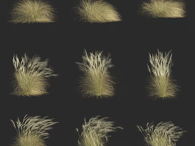 Various Forms Of Pale Golden Grass Displayed In Multiple Clumps On Black Background 3d model