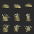 Various Forms Of Pale Golden Grass Displayed In Multiple Clumps On Black Background