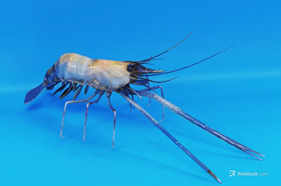 Aquatic Animal Shrimp With Transparent Body Yellowish Color And Long Antennae On Blue Background 3d model 
