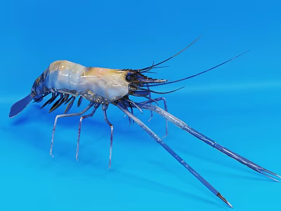 Aquatic Animal Shrimp With Transparent Body Yellowish Color And Long Antennae On Blue Background 3d model