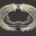 Human Rib Cage Anatomical Model Showing Skeletal Structure For Medical Education