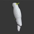 Detailed White Cockatoo Character With Yellow Crest Standing Gracefully On Black Surface