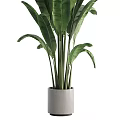 Decorative Large Green Plant with Broad Leaves in White Planter for Garden Accent
