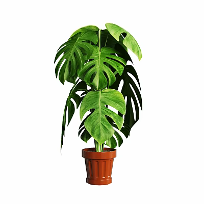 Modern Potted Plant 3d model Modern Potted Plant 3d model