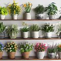 Indoor Potted Plants on Multiple Shelves With Various Plant Types And Colorful Decorative Pots