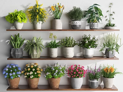 Indoor Potted Plants on Multiple Shelves With Various Plant Types And Colorful Decorative Pots 3d model