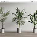 Various Bonsai Potted Plants in White Cylindrical Pots Against Light Wall on Wooden Floor