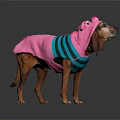 Brown Dog Wearing Pink And Teal Striped Outfit With Pig Ear Decorations