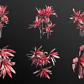 Vibrant Red Decorative Plants With Diverse Leaf Shapes And Flower Forms 3d model