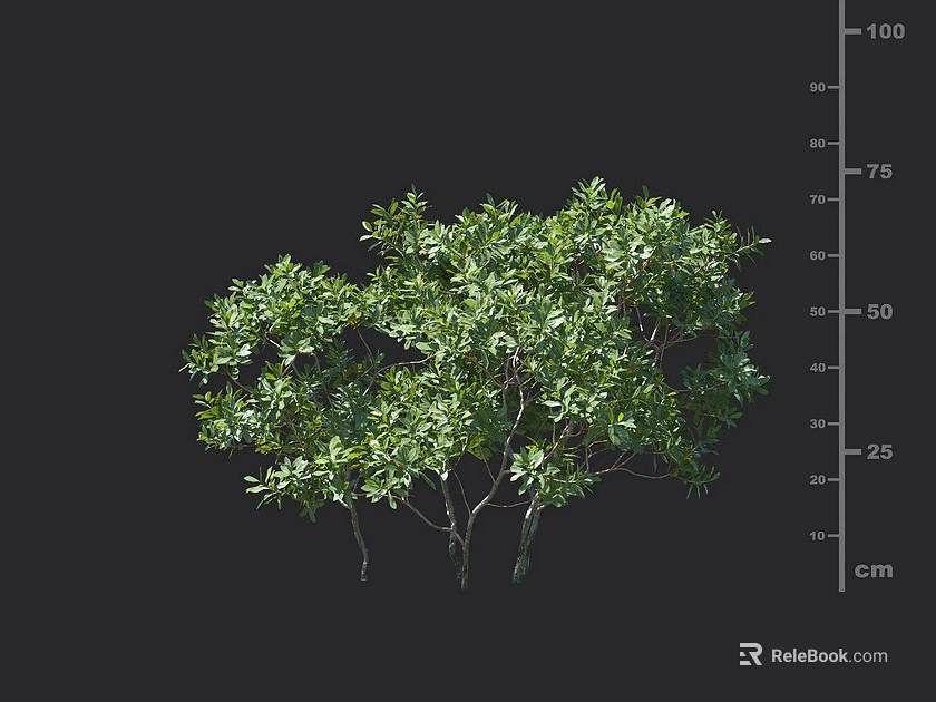 Green Leafy Shrub with Multiple Branches and Measured Height on Centimeter Scale 3d model