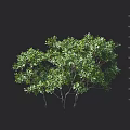 Green Leafy Shrub with Multiple Branches and Measured Height on Centimeter Scale 3d model