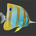 Colorful Tropical Butterflyfish With Blue Yellow Stripes And Eye Spot Swimming Gracefully