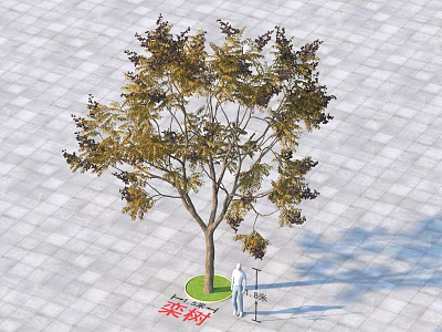 Koelreuteria Paniculata Tree with Yellow Green Brown Leaves Person Standing Under Square Paved Ground 3d model