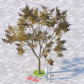 Koelreuteria Paniculata Tree with Yellow Green Brown Leaves Person Standing Under Square Paved Ground