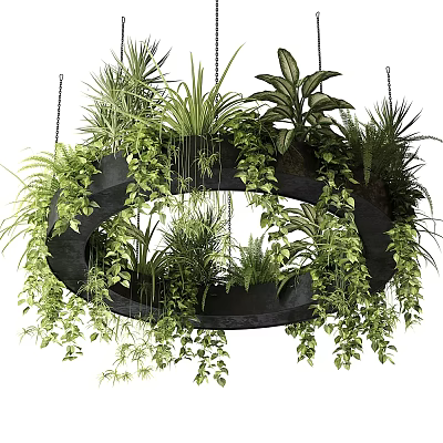 Circular Black Hanging Planter with Lush Trailing Greenery for Indoor Decoration 3d model