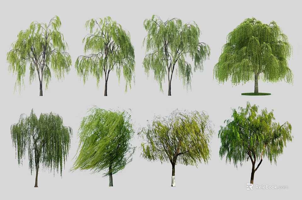 Graceful Willow Trees With Green Foliage And Weeping Branches In Various Growth Forms 3d model 