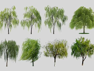 Graceful Willow Trees With Green Foliage And Weeping Branches In Various Growth Forms 3d model